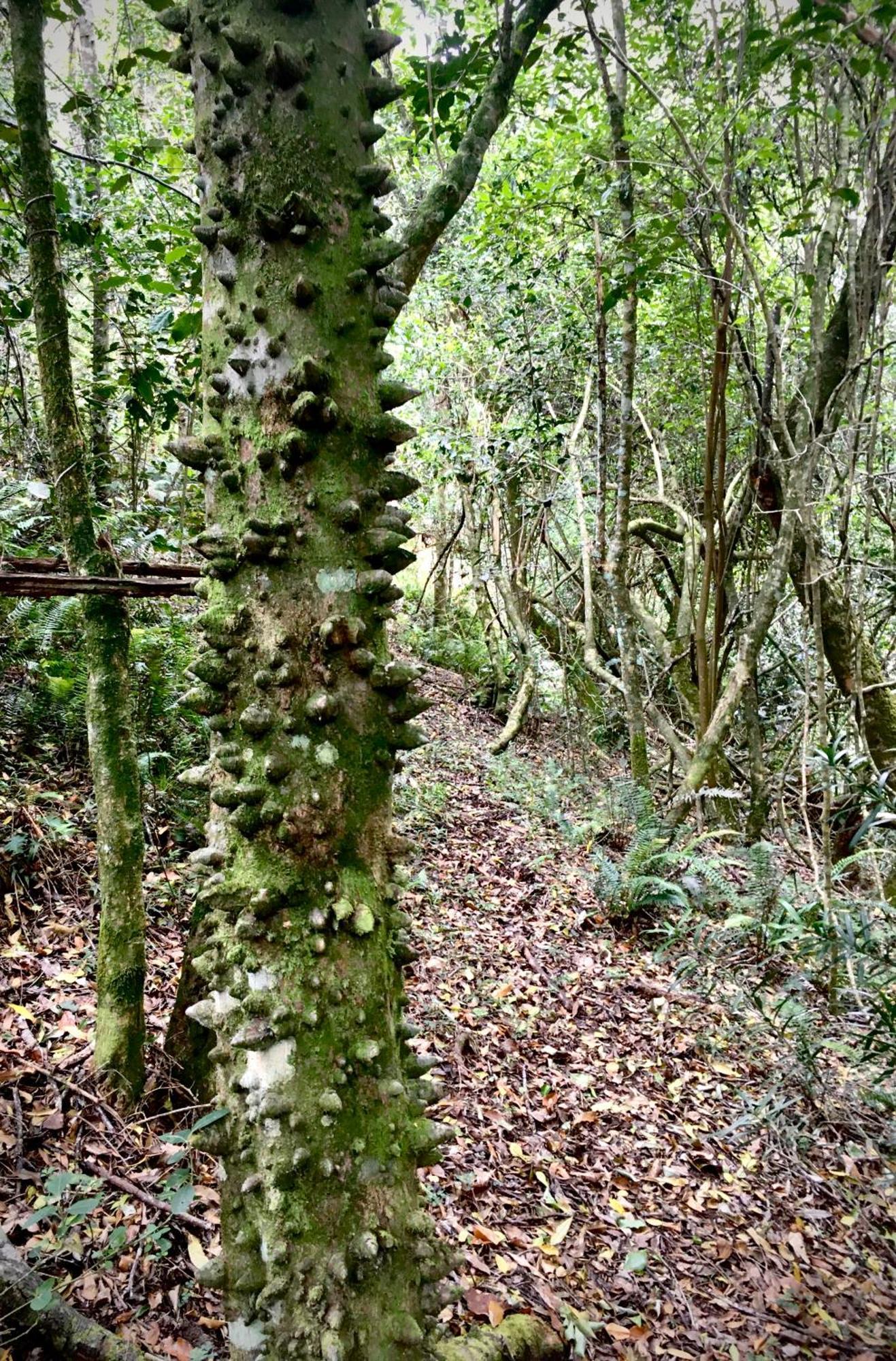 Pura Vida Forest Cabin Witelsbos Buitenkant foto